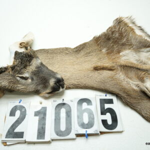 Whitetail deer cape 6.75x16x17x18