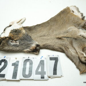 Whitetail deer cape 7.5x18x19x20