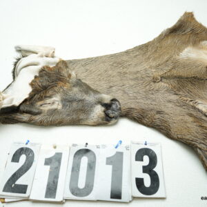 Whitetail deer cape 7.75x20x21x22
