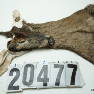 Whitetail deer cape 7.75x20x21x22
