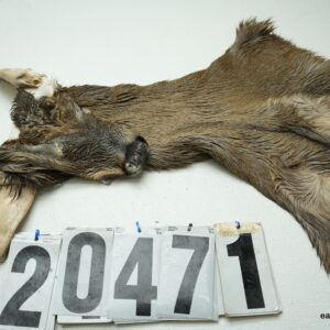 Whitetail deer cape 6.75x14x15x16