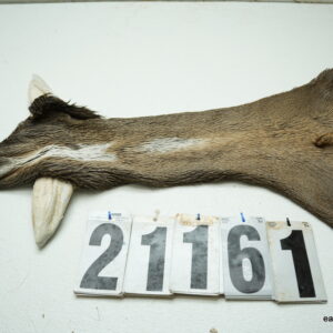Whitetail deer cape 6.75x16x17x18