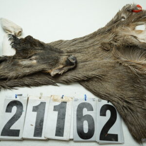 Whitetail deer cape 7x16x17x17.5