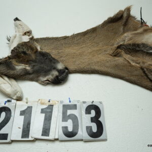 Whitetail deer cape 7.75x20x21x22