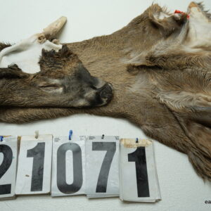 Whitetail deer cape 7x22x23x25+