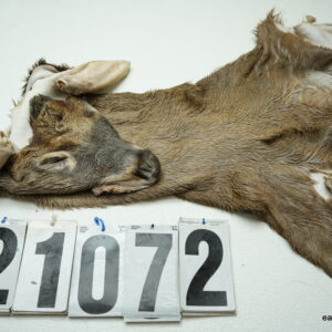 Whitetail deer cape 7x22x23x24+