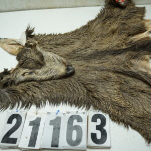 Mule deer cape 8x22x23x24