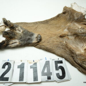 Whitetail deer cape 7.5x21x22x24