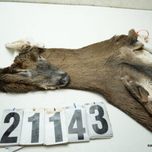 Whitetail deer cape 7.75x21x22x24