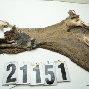 Whitetail deer cape 7x19x20x21