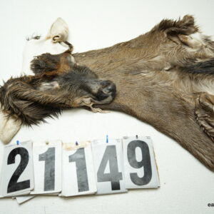 Whitetail deer cape 7.75x20x21x22