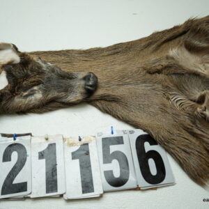 Whitetail deer cape 7.25x17x18x19