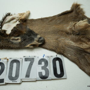 Whitetail deer cape 7.25x20x21x23+