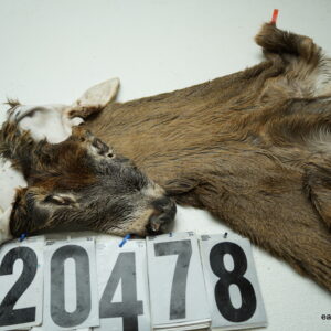 Whitetail deer cape 7.25x17x18x19