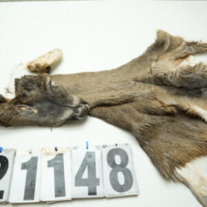 Whitetail deer cape 6.75x15x16x17