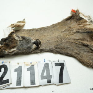 Whitetail deer cape 7x16x16x17