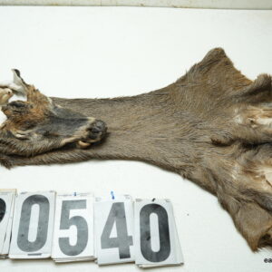 Whitetail deer cape 7.25x17x18x19