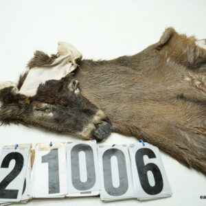 Whitetail deer cape 7.75x22x23x24