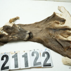 Whitetail deer cape 6.75x15x16x17