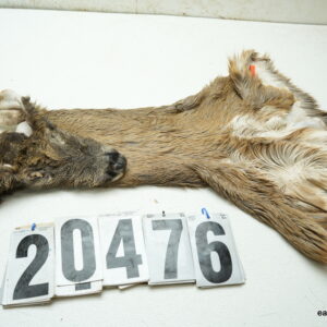 Whitetail deer cape 6.75x15x16x17