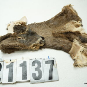 Whitetail deer cape 6.5x16x16x17