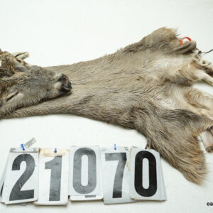 Whitetail deer cape 7.25x17x18x19