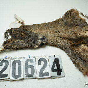 Whitetail deer cape 7.25x16x17x18