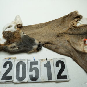 Whitetail deer cape 7.75x20x21x22