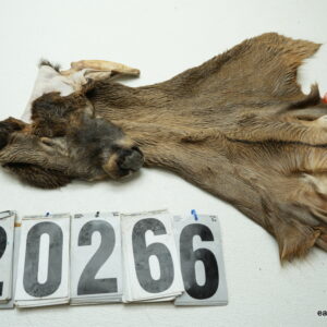 Whitetail deer cape 6.5x14x15x15