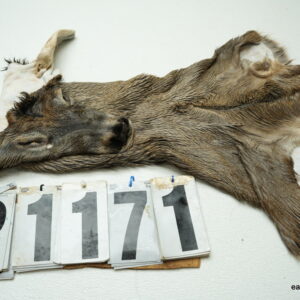 Whitetail deer cape 7x15x15x16