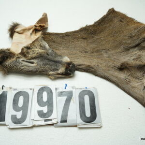 Whitetail deer cape 7x16x17x18