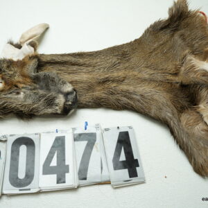Whitetail deer cape 6.25x14x15x16