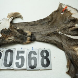 Whitetail deer cape 7x18x19x19.5