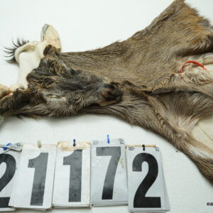 Whitetail deer cape 6.5x15x16x17