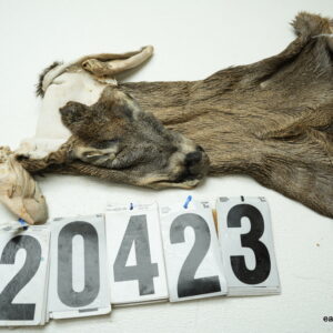 Whitetail deer cape 7x16x17x18