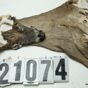 Whitetail deer cape 7.5x22x23x24