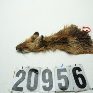 Red Fox cape 2.75x10