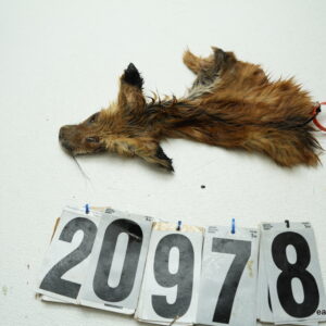 Red Fox cape 2.75x9