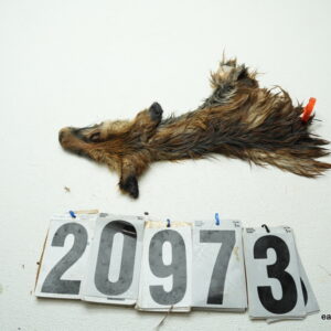 Red Fox cape 2.75x8.5