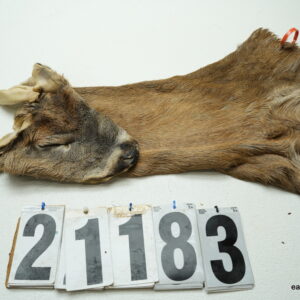 Whitetail deer cape 7x17x18x19