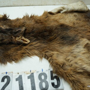 Elk cape for scraps or parts