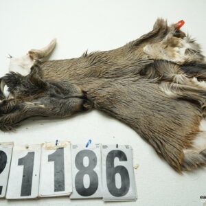 Whitetail deer cape 7x15x15x16