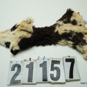 Jacobs ram cape 5.75x14 (four horn sheep)