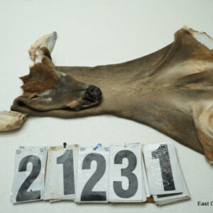 Whitetail deer cape 7x17x18x19