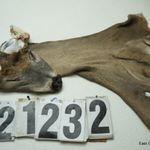 Whitetail deer cape 7.25x18x19x20