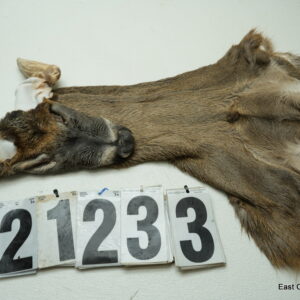 Whitetail deer cape 7x17x18x19