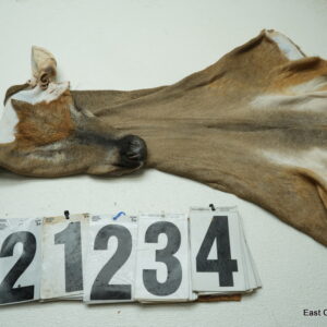 Whitetail deer cape 7.25x18x19x20+