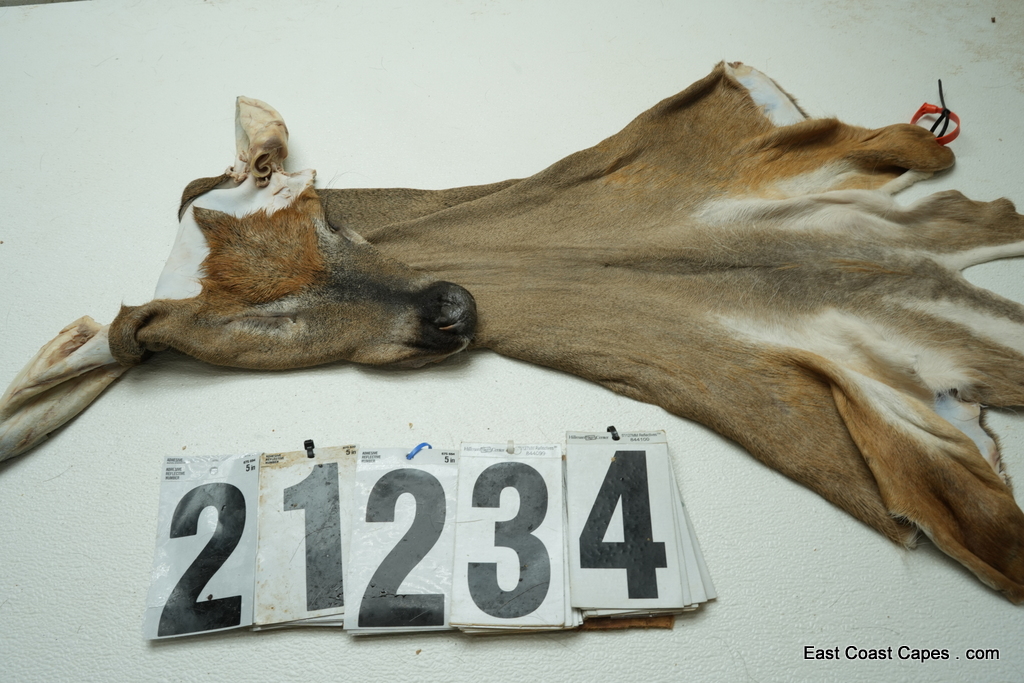 Whitetail deer cape 7.25x18x19x20+