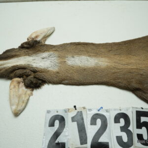 Whitetail deer cape 7.25x18x19x20