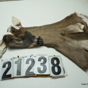Whitetail deer cape 7x18x19x20